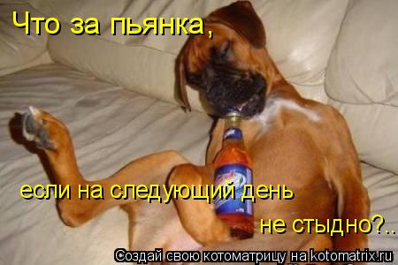 Котоматрица: Что за пьянка,  если на следующий день  не стыдно?..