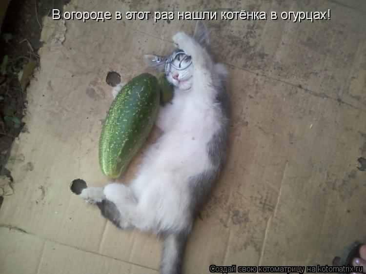 Котоматрица: В огороде в этот раз нашли котёнка в огурцах!