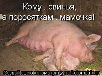 Котоматрица: Кому – свинья, а поросяткам – мамочка!