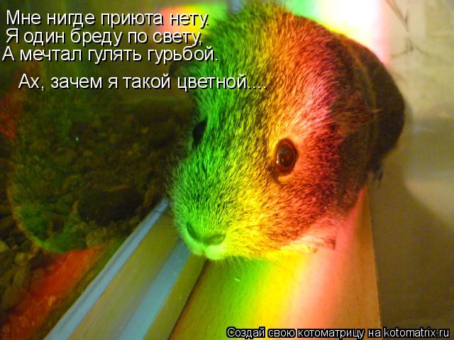 Котоматрица: Мне нигде приюта нету. Я один бреду по свету, А мечтал гулять гурьбой… Ах, зачем я такой цветной....