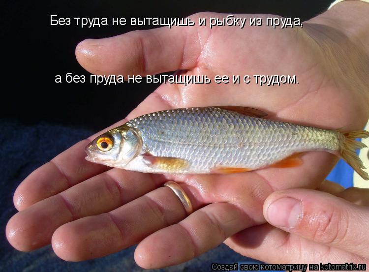 Котоматрица: Без труда не вытащишь и рыбку из пруда,   а без пруда не вытащишь ее и с трудом.