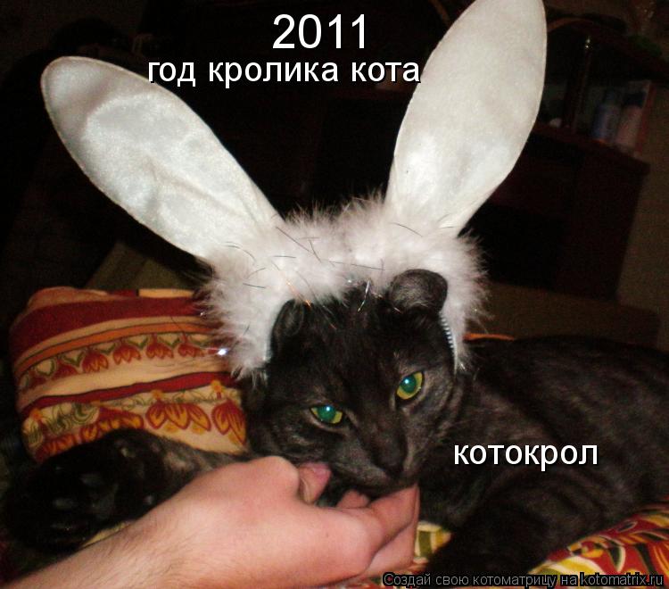 Котоматрица: 2011 год кролика кота котокрол