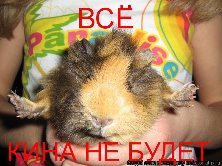 Котоматрица: ВСЕ .. КИНА НЕ БУДЕТ КИНА НЕ БУДЕТ