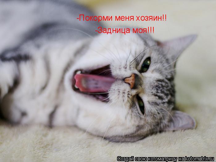 Котоматрица: -Покорми меня хозяин!! -Задница моя!!!