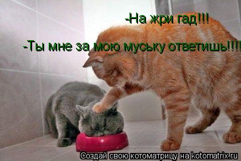 Котоматрица: -На жри гад!!! -Ты мне за мою муську ответишь!!!!