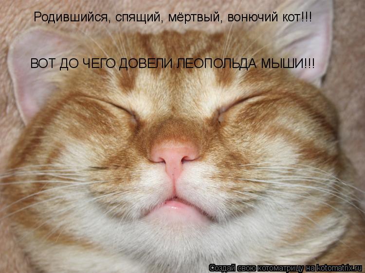 Котоматрица: Родившийся, спящий, мёртвый, вонючий кот!!! ВОТ ДО ЧЕГО ДОВЕЛИ ЛЕОПОЛЬДА МЫШИ!!!