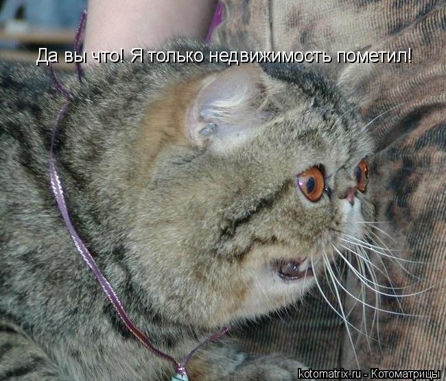 Котоматрица: Да вы что! Я только недвижимость пометил!
