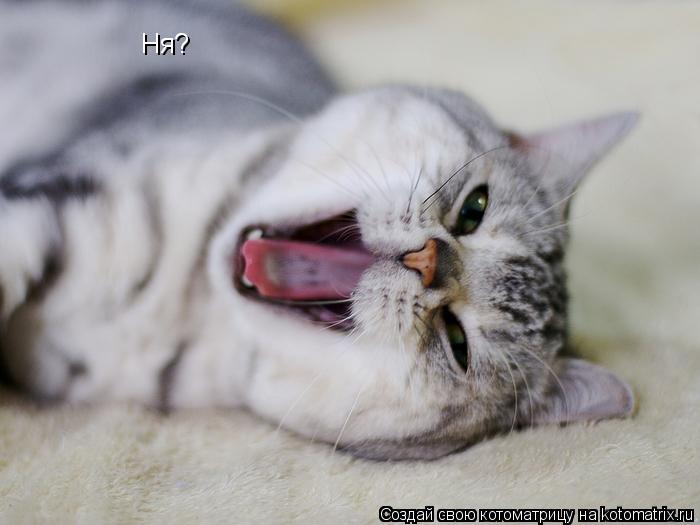 Котоматрица: Ня?