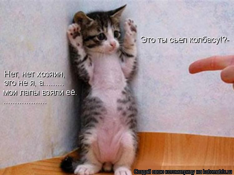 Котоматрица: Это ты сьел колбасу!?- Нет, нет хозяин,  это не я, а......... мои лапы взяли её. ...................