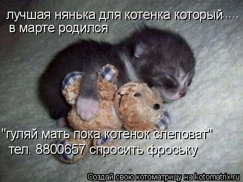 лучшая нянька для котенка который ..... в марте родился "гуляй мать пока котенок слеповат" тел. 88006... Котоматрица: лучшая нянька для котенка который ..... в марте родился "гуляй мать пока котенок слеповат" тел. 8800657 спросить фроську