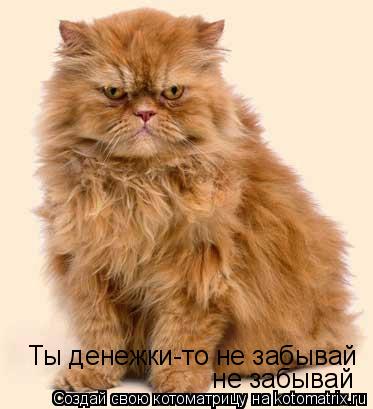 Котоматрица: Ты денежки-то не забывай  не забывай