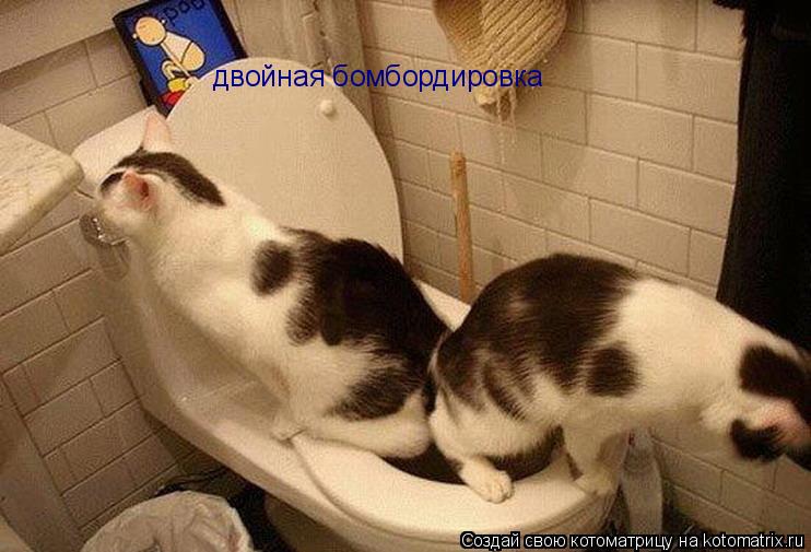Котоматрица: двойная бомбордировка