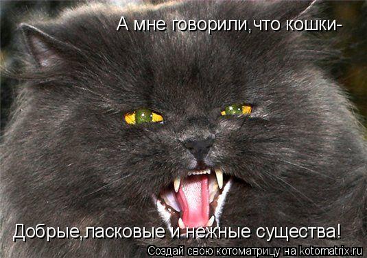 Котоматрица: А мне говорили,что кошки- Добрые,ласковые и нежные существа!