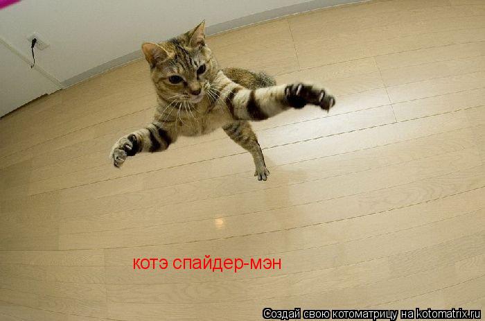 Котоматрица: котэ спайдер-мэн