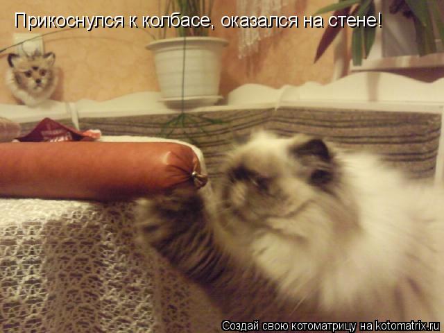 Котоматрица: Прикоснулся к колбасе, оказался на стене!