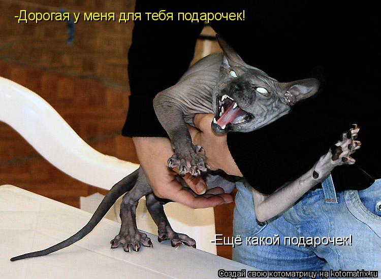 Котоматрица: -Дорогая у меня для тебя подарочек! -Ещё какой подарочек!