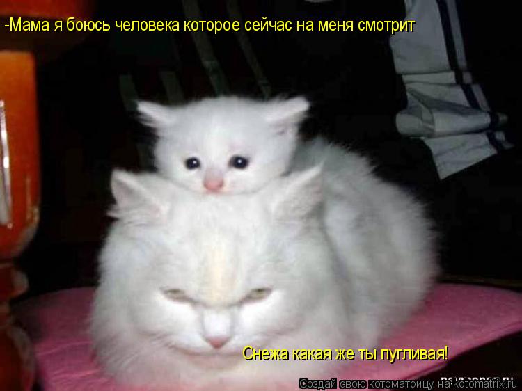 -Мама я боюсь человека которое сейчас на меня смотрит Снежа какая же ты пугливая!... Котоматрица: -Мама я боюсь человека которое сейчас на меня смотрит Снежа какая же ты пугливая!