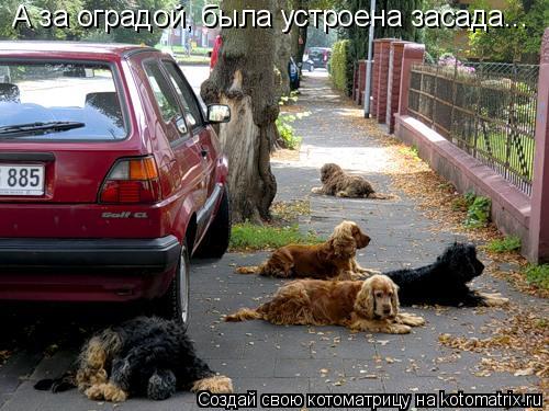 А за оградой, была устроена засада...... Котоматрица: А за оградой, была устроена засада...