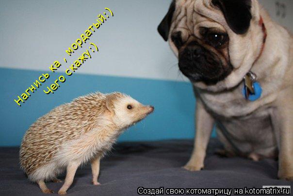 Нагнись ка , мордатый:) Чего скажу:)... Котоматрица: Нагнись ка , мордатый:) Чего скажу:)