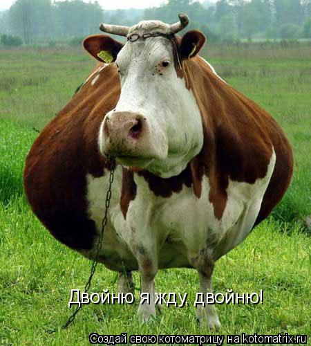 Двойню я жду, двойню!... Котоматрица: Двойню я жду, двойню!