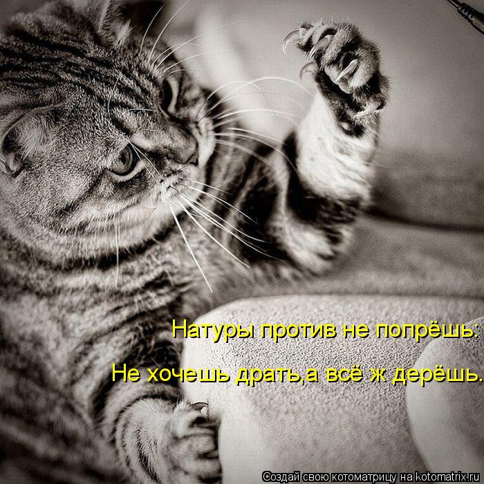 Натуры против не попрёшь: Не хочешь драть,а всё ж дерёшь.... Котоматрица: Натуры против не попрёшь: Не хочешь драть,а всё ж дерёшь.