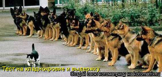 Тест на хладнокровие и выдержку.... Котоматрица: Тест на хладнокровие и выдержку.
