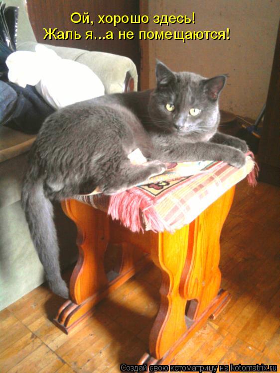 Котоматрица: Ой, хорошо здесь! Жаль я...а не помещаются!