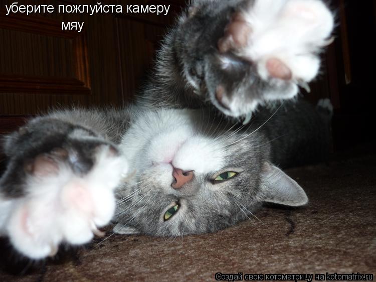 Котоматрица: уберите пожлуйста камеру мяу