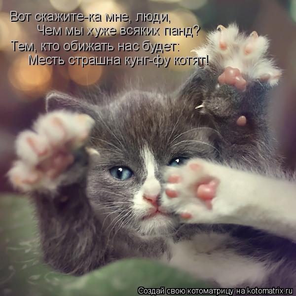 Котоматрица: Вот скажите-ка мне, люди, Чем мы хуже всяких панд? Тем, кто обижать нас будет: Месть страшна кунг-фу котят!