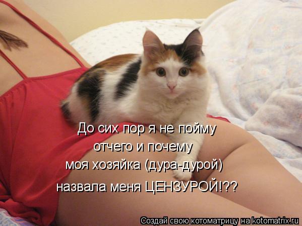 Котоматрица: До сих пор я не пойму отчего и почему моя хозяйка (дура-дурой) назвала меня ЦЕНЗУРОЙ!??