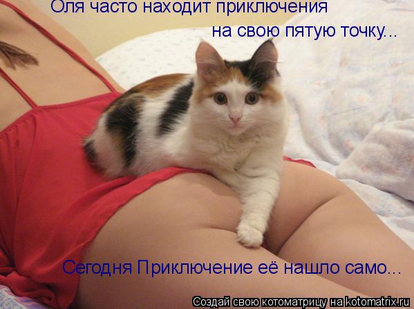 Котоматрица: на свою пятую точку... Оля часто находит приключения Сегодня Приключение её нашло само...
