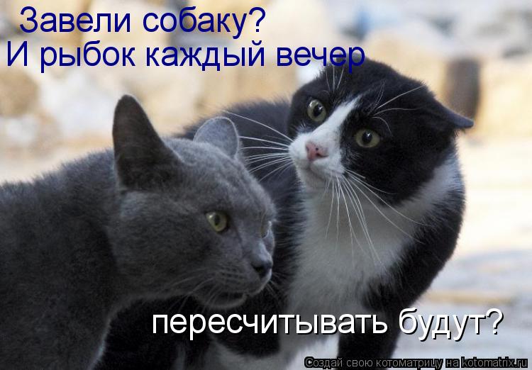 Котоматрица: Завели собаку?  И рыбок каждый вечер  пересчитывать будут?