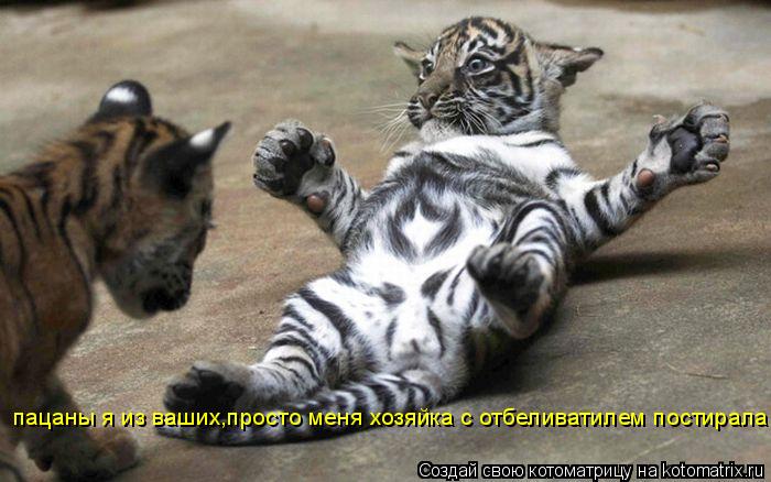 Котоматрица: пацаны я из ваших,просто меня хозяйка с отбеливатилем постирала