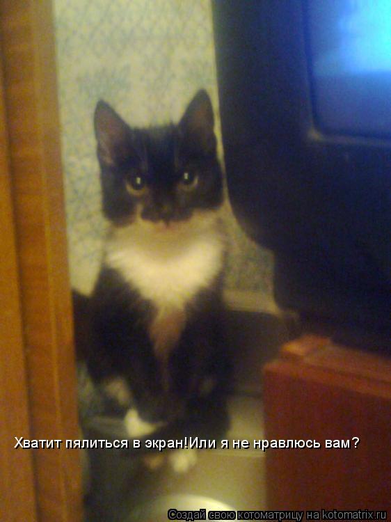 Котоматрица: Хватит пялиться в экран!Или я не нравлюсь вам?