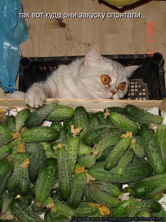 Котоматрица: так вот куда они закуску спрятали...