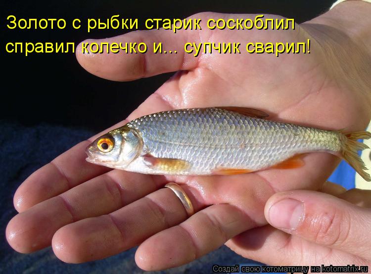 Котоматрица: Золото с рыбки старик соскоблил справил колечко и... супчик сварил!