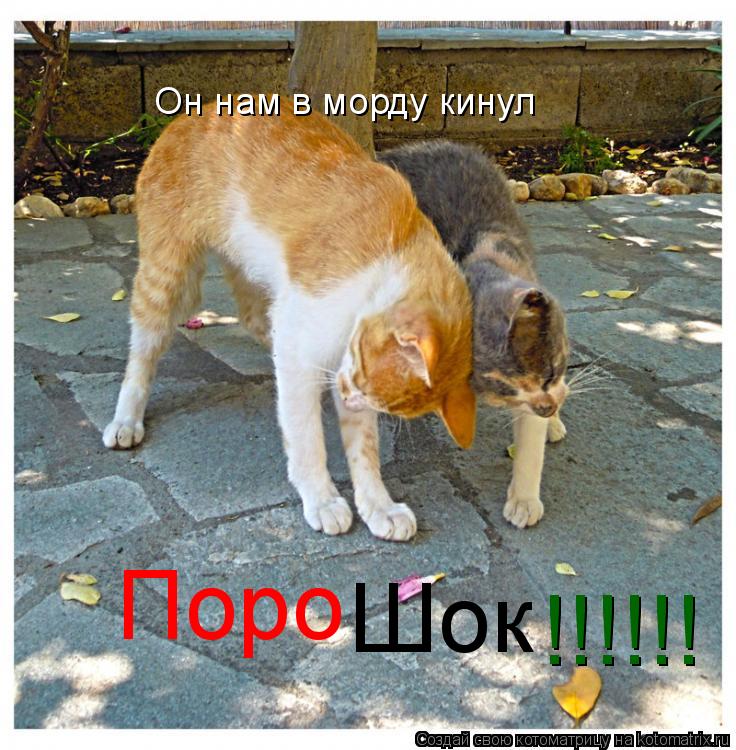 Котоматрица: Он нам в морду кинул Поро Шок !!!!!!