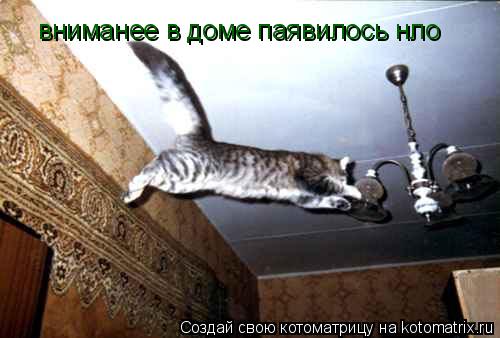 Котоматрица: вниманее в доме паявилось нло