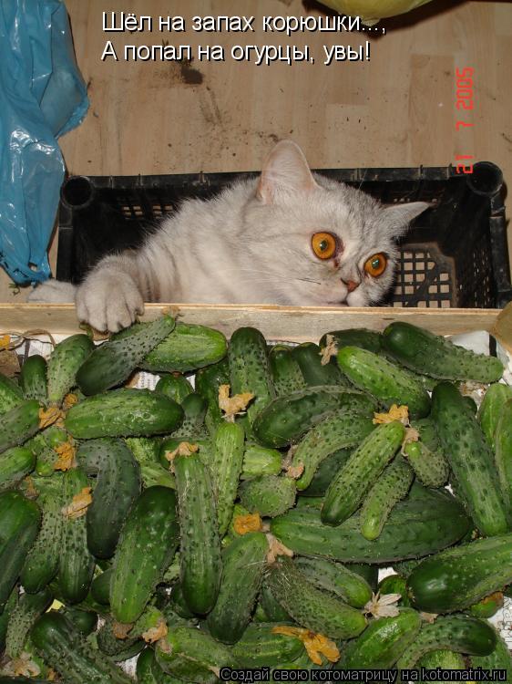 Котоматрица: Шёл на запах корюшки..., А попал на огурцы, увы!