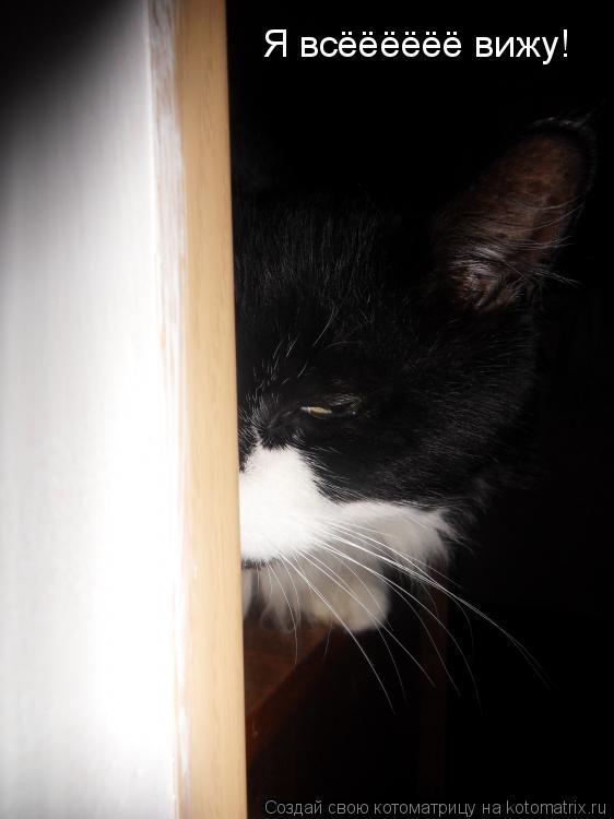 Котоматрица: Я всёёёёёё вижу!