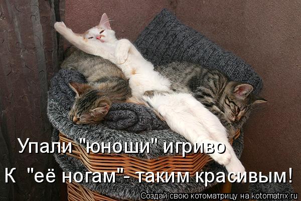 Котоматрица: Упали "юноши" игриво К  "её ногам"- таким красивым!
