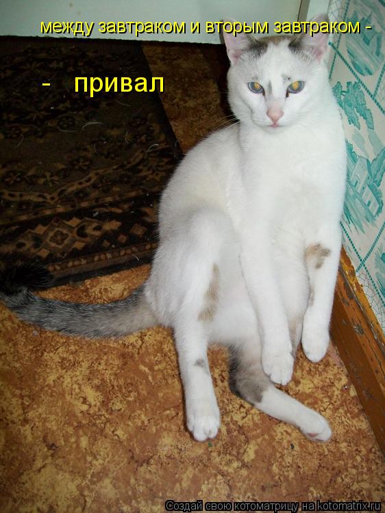 Котоматрица: между завтраком и вторым завтраком -   -   привал