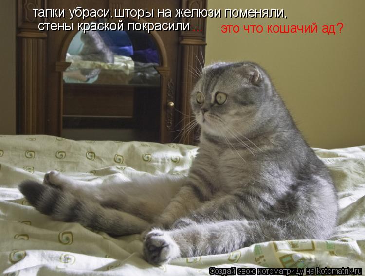 Котоматрица: тапки убраси,шторы на желюзи поменяли, стены краской покрасили это что кошачий ад? ...