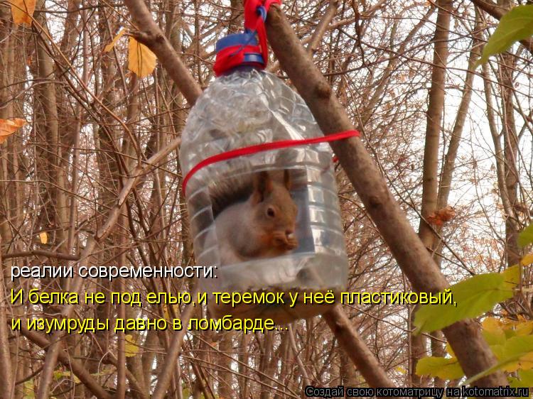 реалии современности: И белка не под елью,и теремок у неё пластиковый, и изумруды давно в ломбарде...... Котоматрица: реалии современности: И белка не под елью,и теремок у неё пластиковый, и изумруды давно в ломбарде...