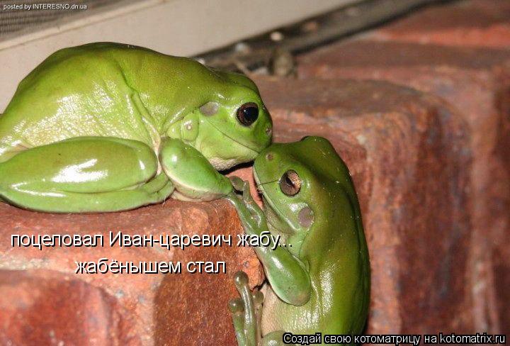 Котоматрица: поцеловал Иван-царевич жабу... жабёнышем стал