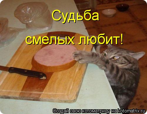 Котоматрица: Судьба смелых любит!