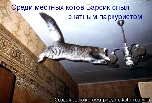 Котоматрица: Среди местных котов Барсик слыл знатным паркуристом.