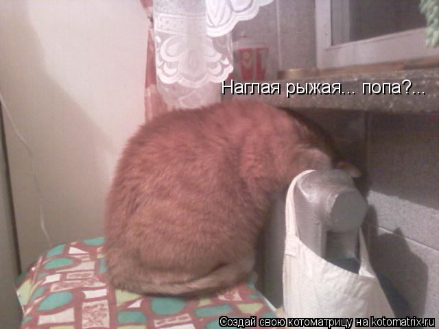 Котоматрица: Наглая рыжая... попа?...