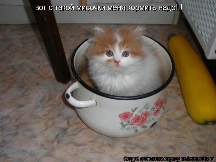 Котоматрица: вот с такой мисочки меня кормить надо!!!