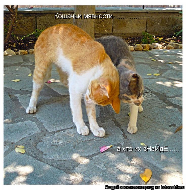 Котоматрица: Кошачьи мявности................  а хто их зНаЙдЕ......